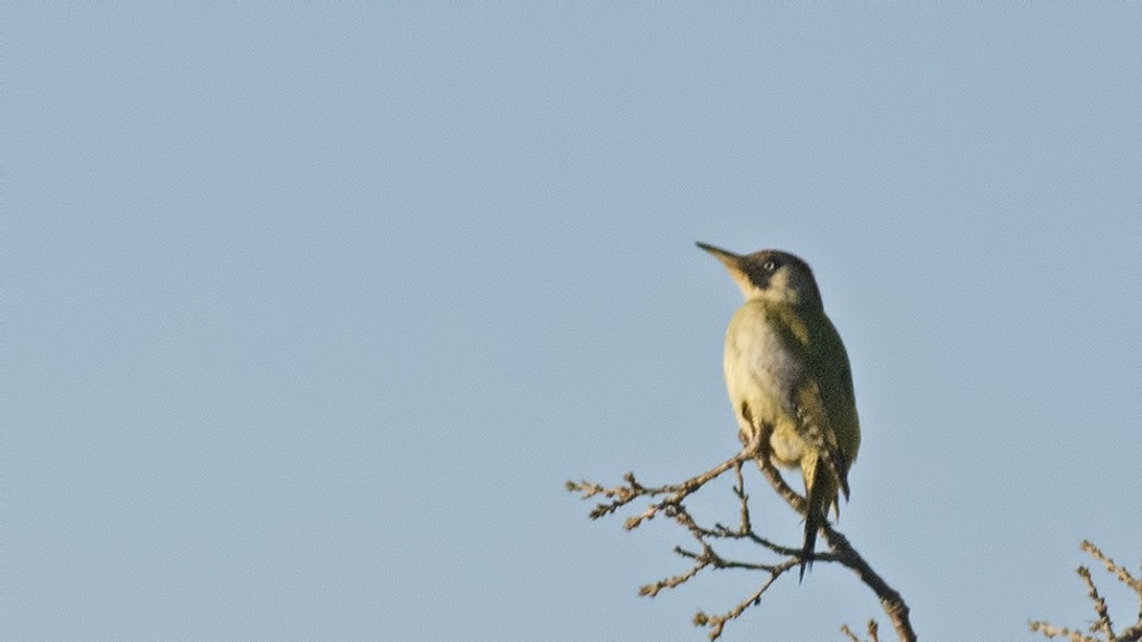 European Green Woodpecker