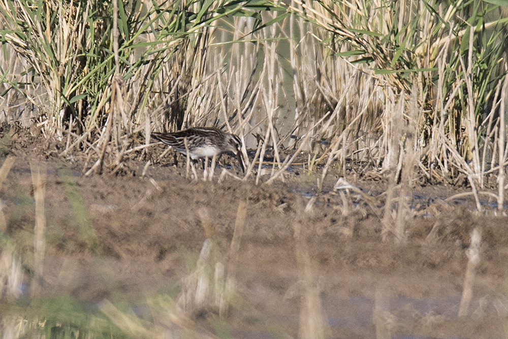 Broad-billed Sandpiper