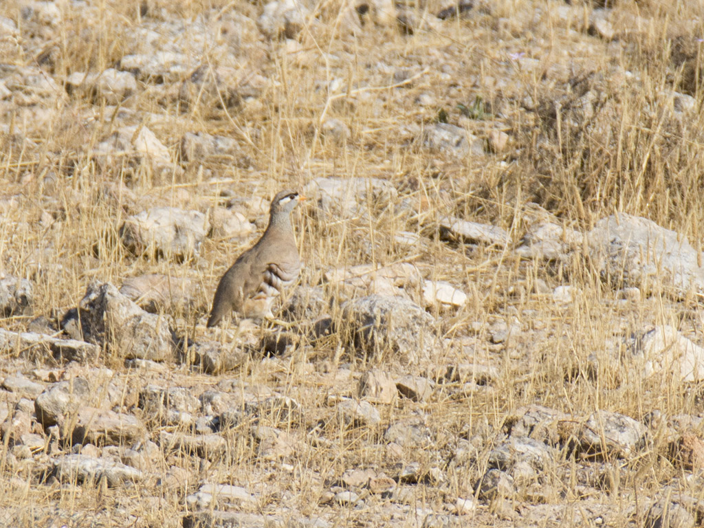 See-see Partridge