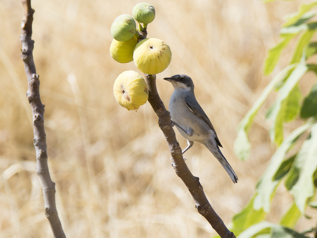 Eastern Orphean Warbler