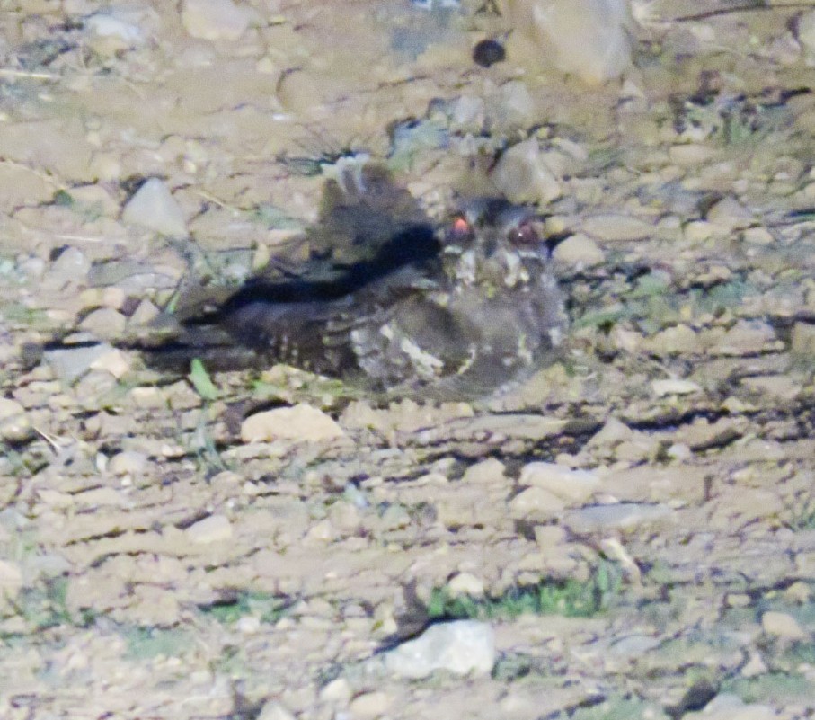 European Nightjar