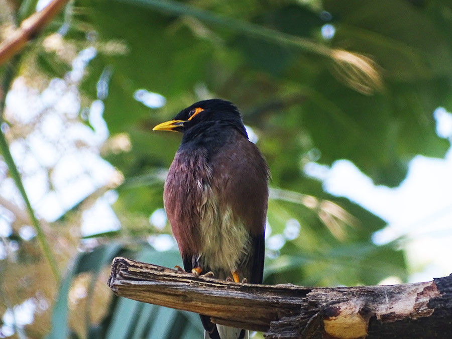Common Myna
