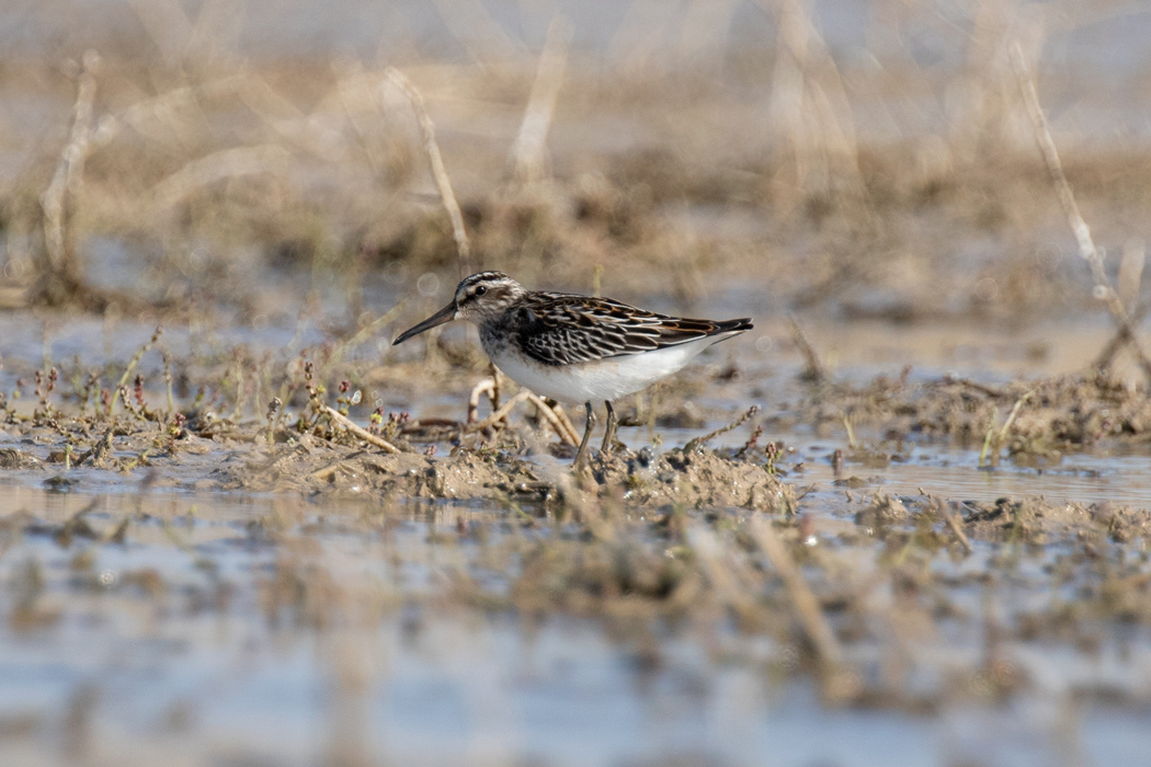 Broad-billed Sandpiper