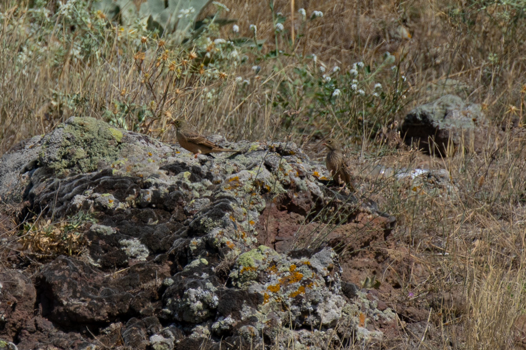 Ortolan Bunting