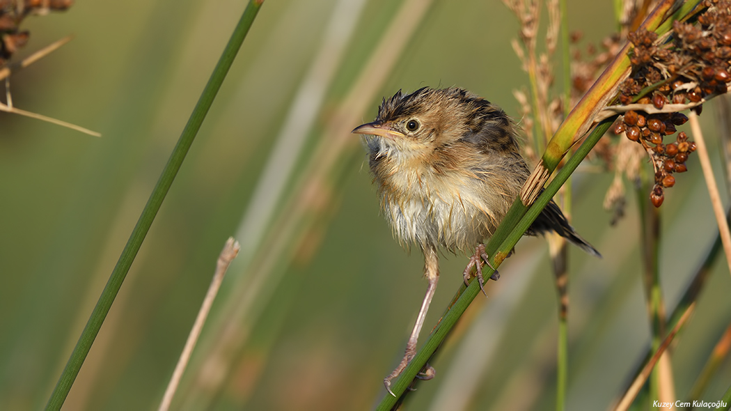 Zitting Cisticola