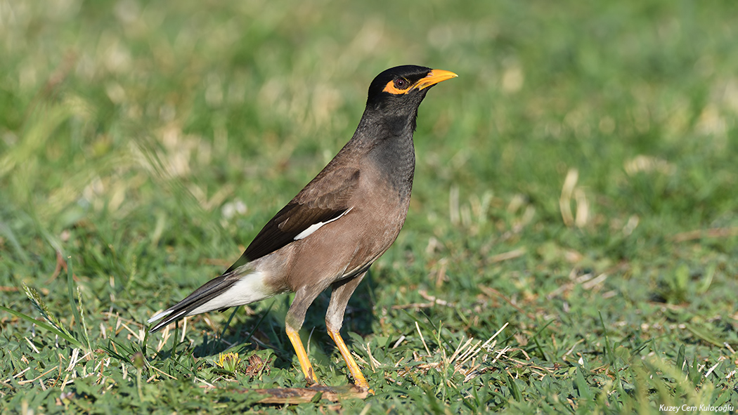 Common Myna