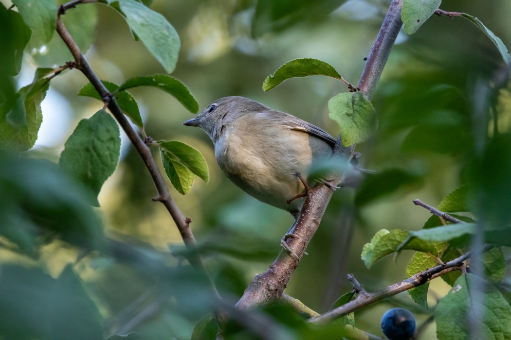 Garden Warbler