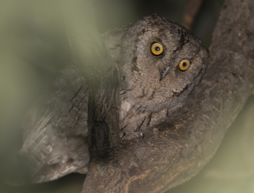 Eurasian Scops Owl