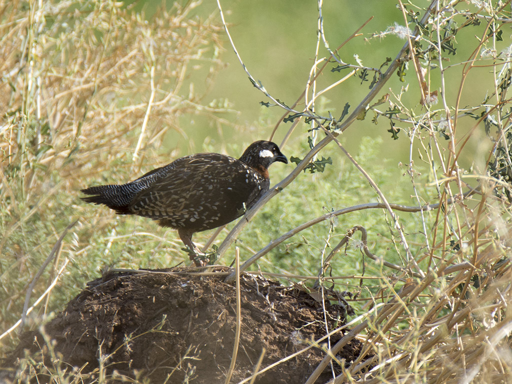 Black Francolin