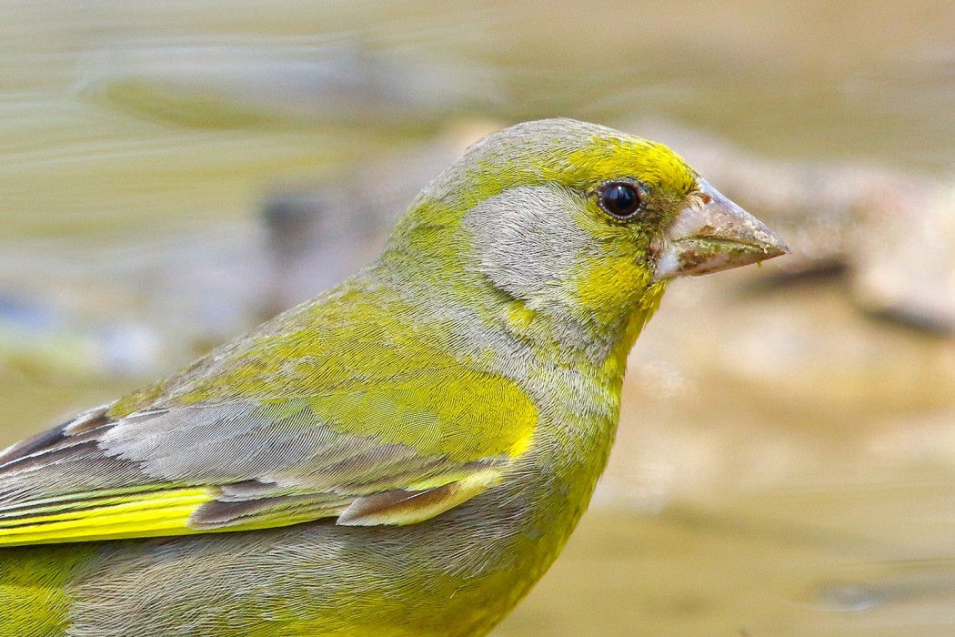 European Greenfinch