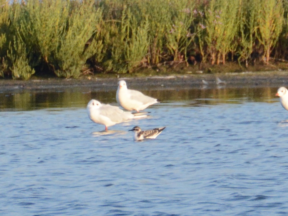 Little Gull
