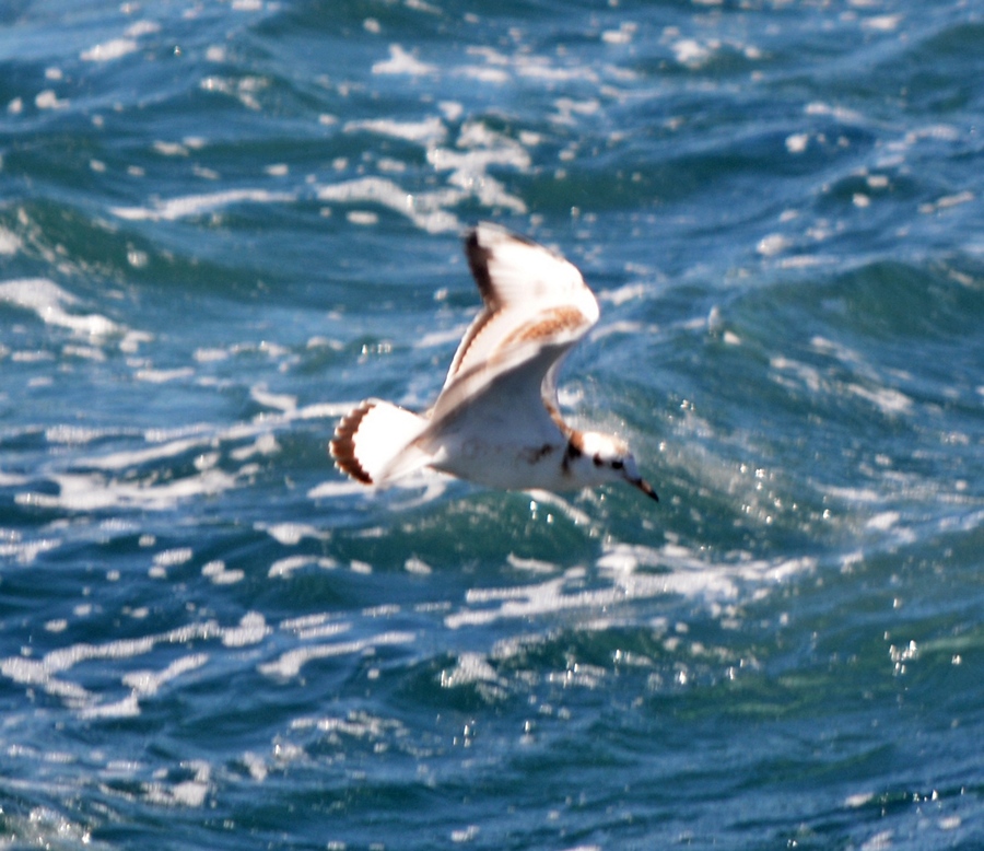 Little Gull