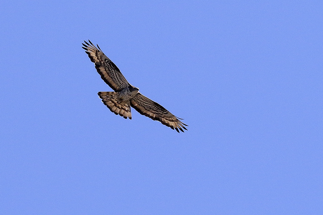 European Honey Buzzard