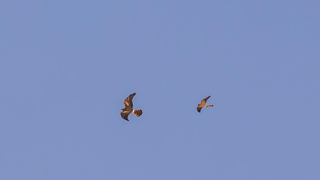 Pallid Harrier