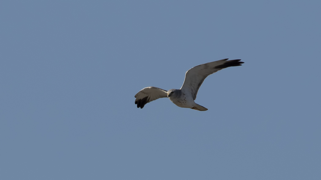Pallid Harrier
