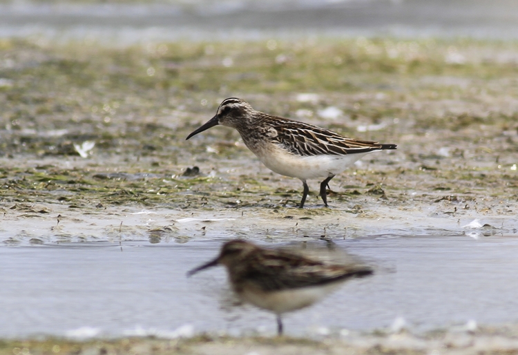 Broad-billed Sandpiper