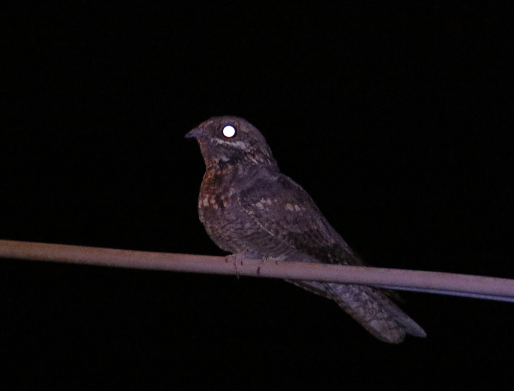 European Nightjar
