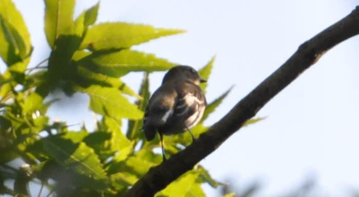 Semicollared Flycatcher