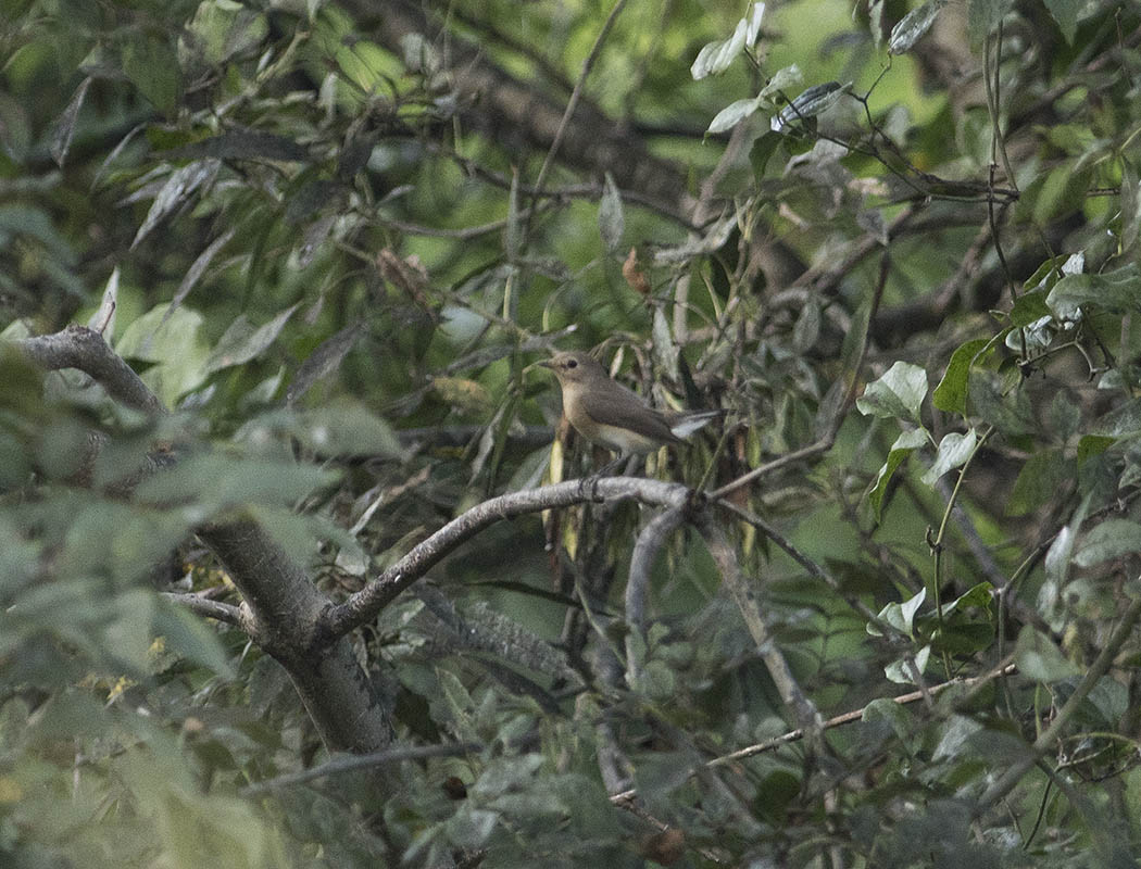 Red-breasted Flycatcher