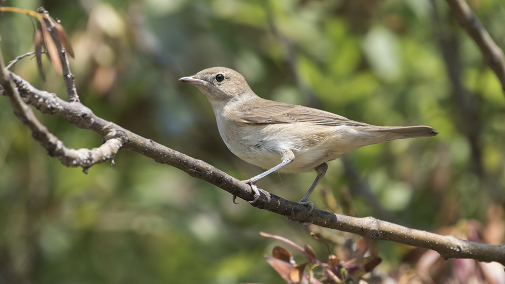 Garden Warbler