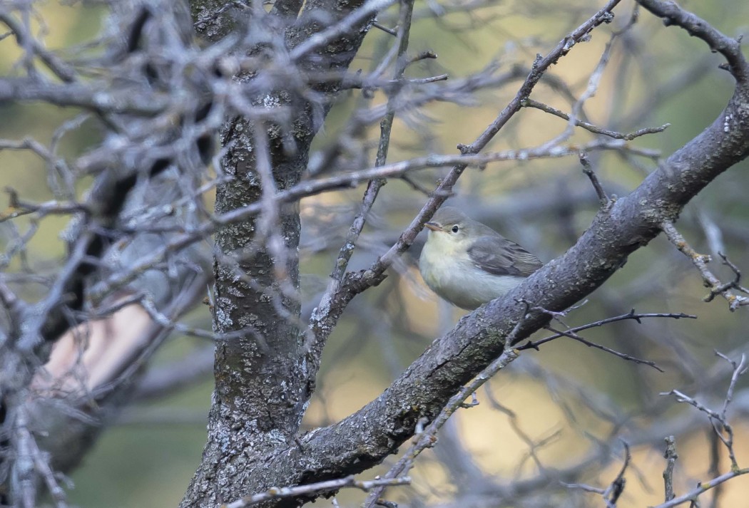 Icterine Warbler