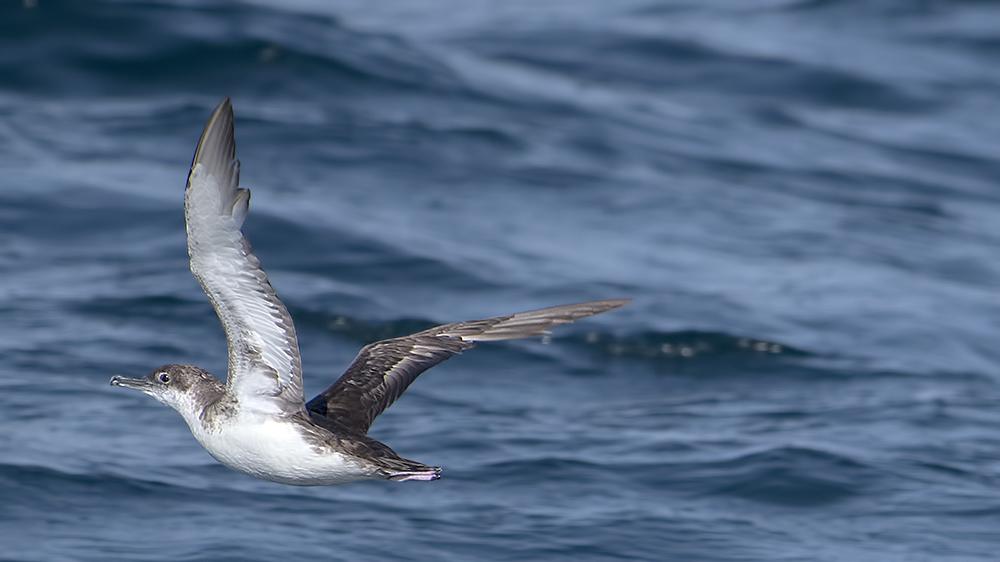 Yelkouan Shearwater