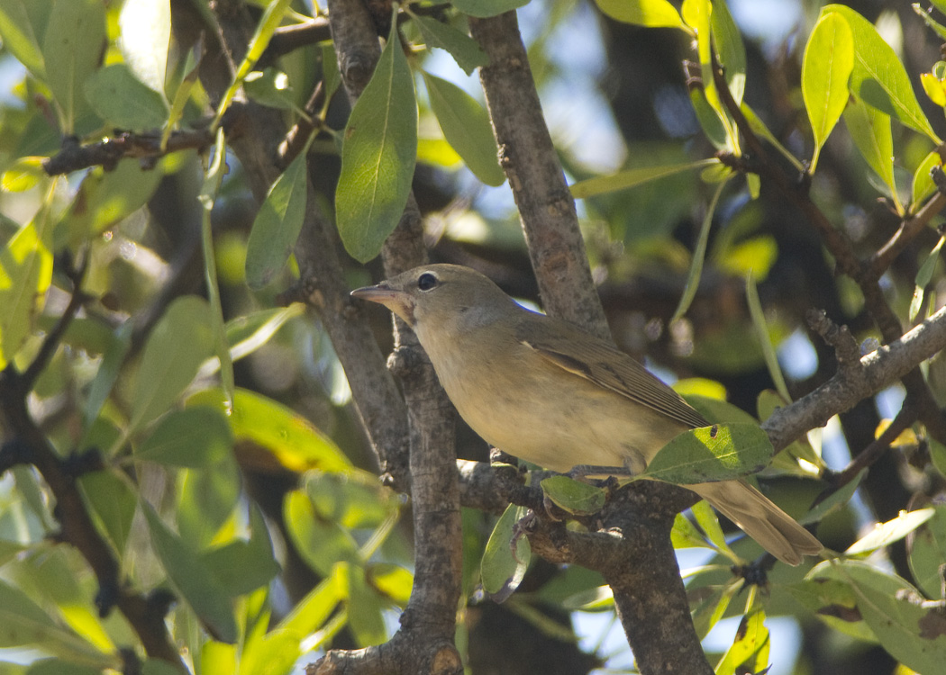 Garden Warbler