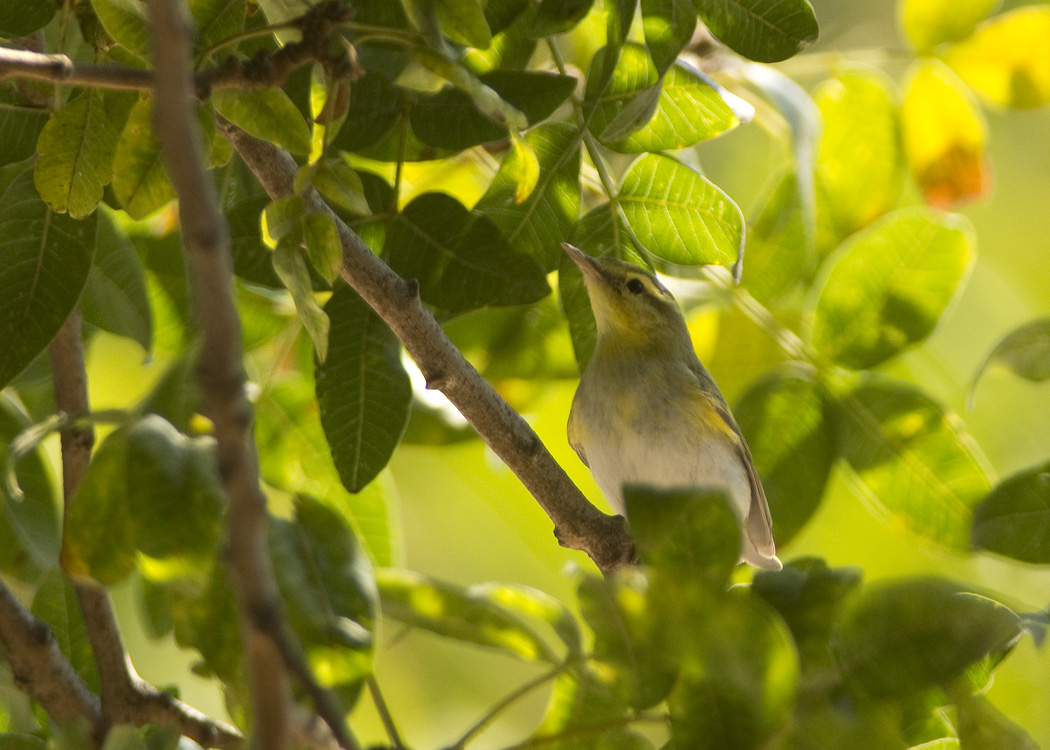 Wood Warbler