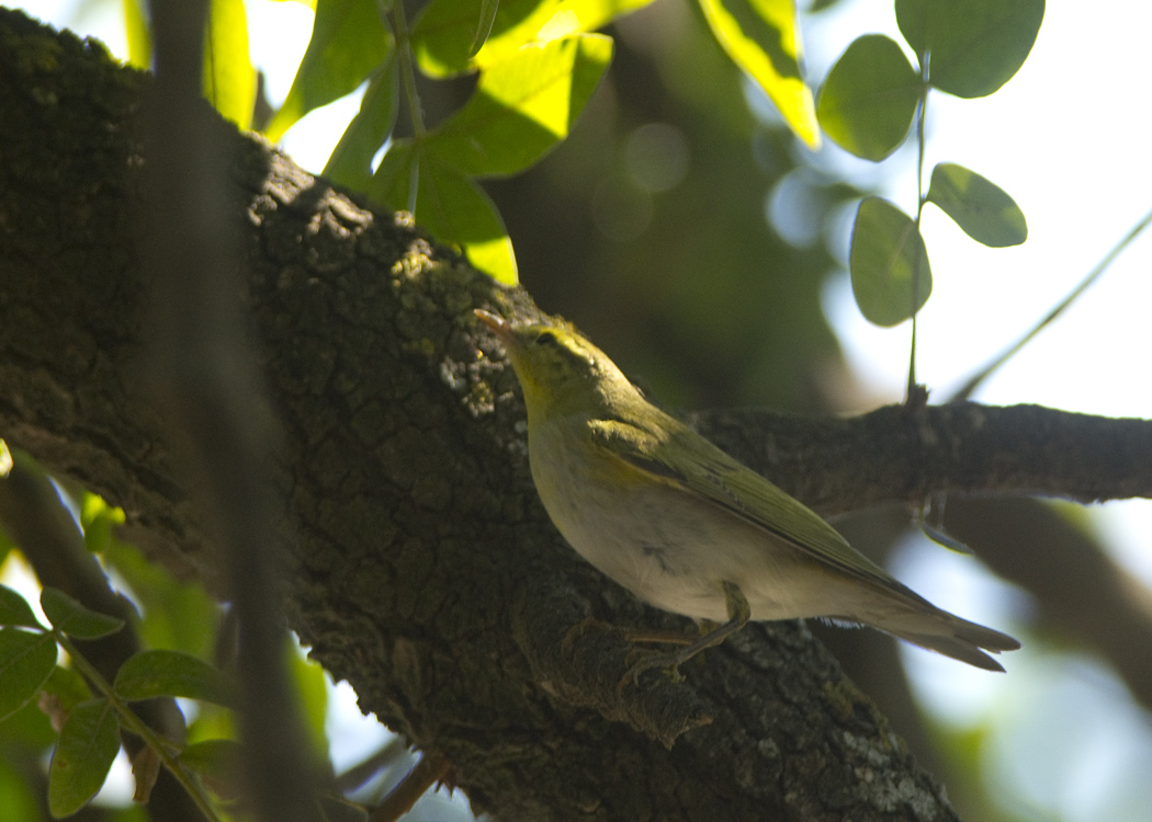 Wood Warbler