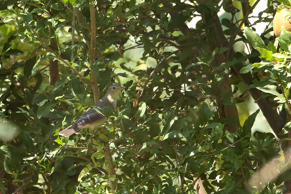 Icterine Warbler