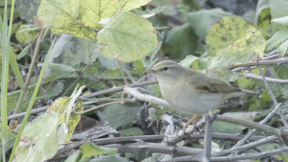 Eastern Bonelli`s Warbler