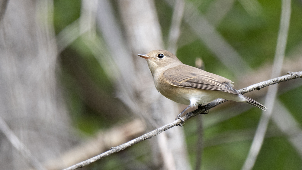 Red-breasted Flycatcher