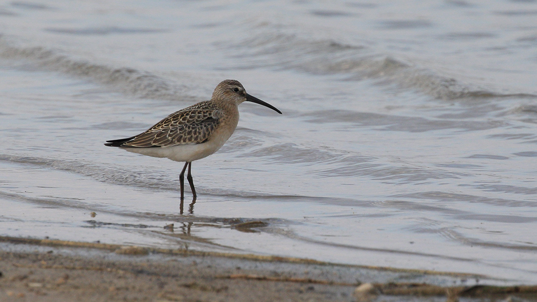 Curlew Sandpiper