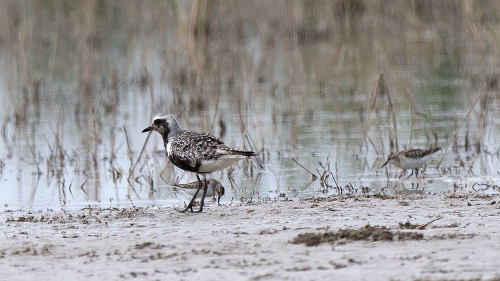 Gümüş Yağmurcun