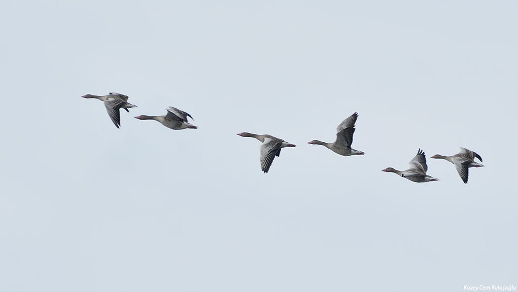 Greylag Goose