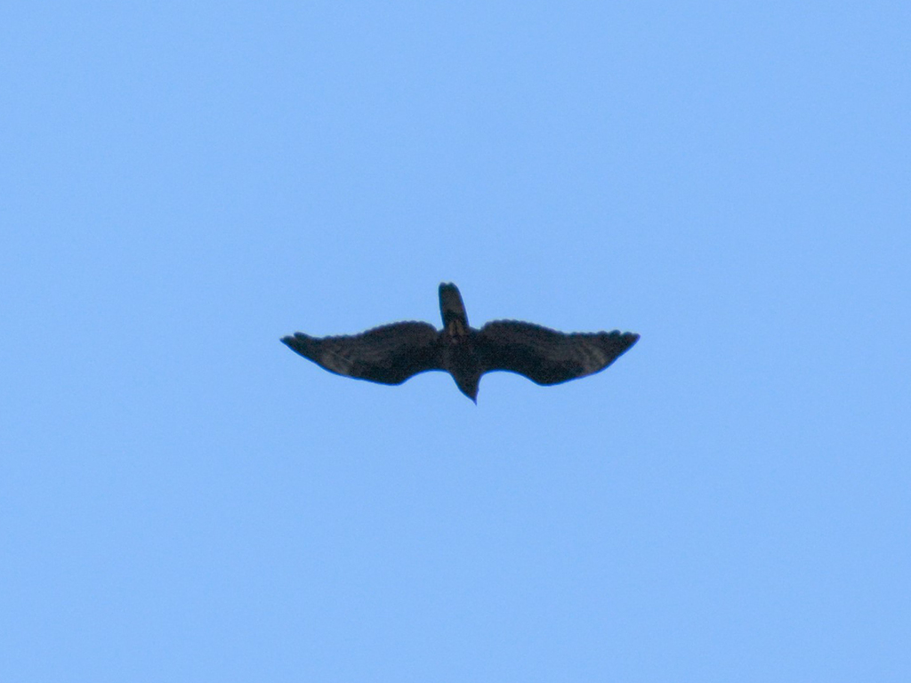 European Honey Buzzard