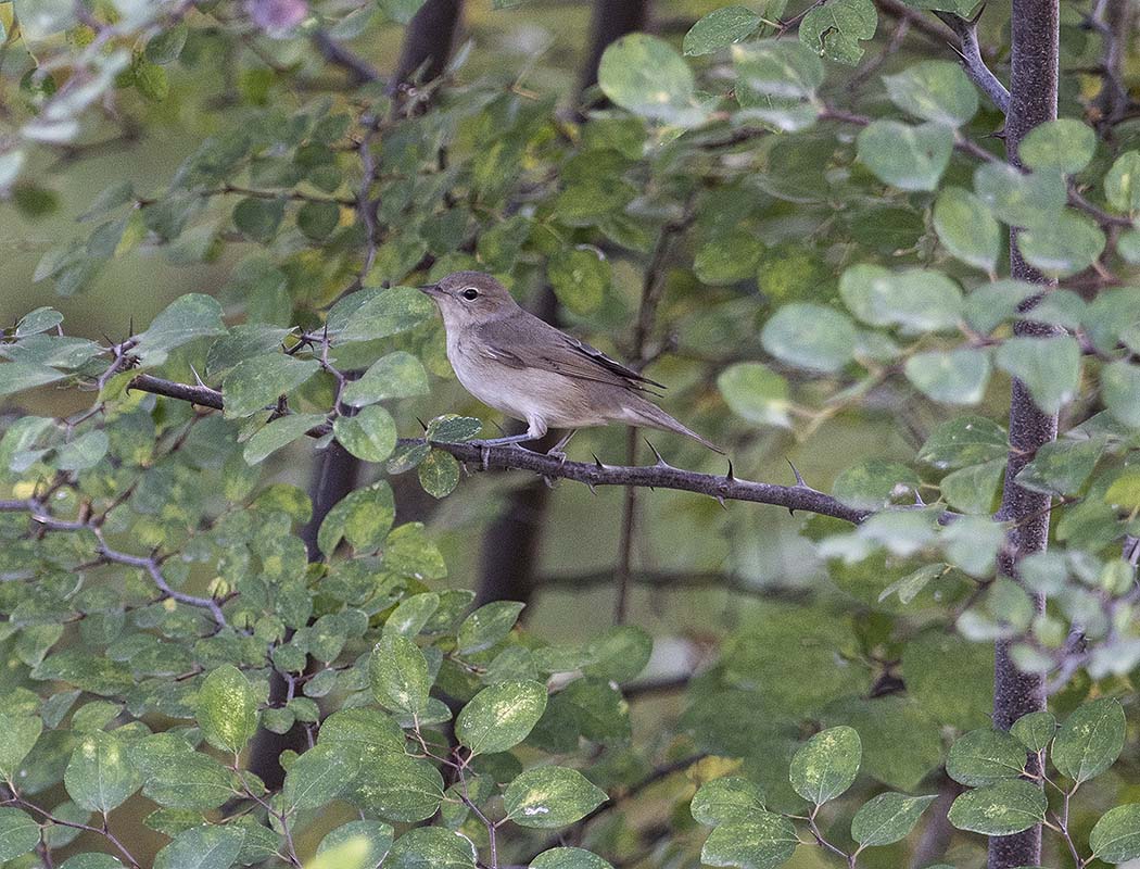 Garden Warbler