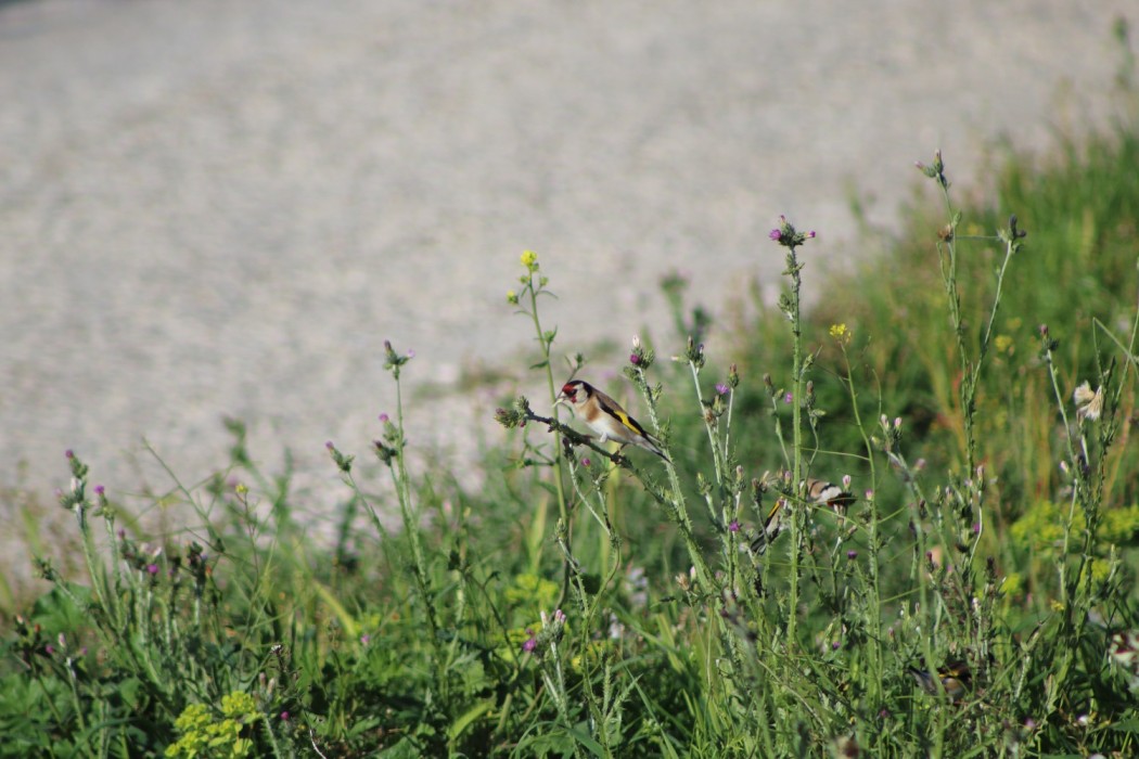 European Goldfinch