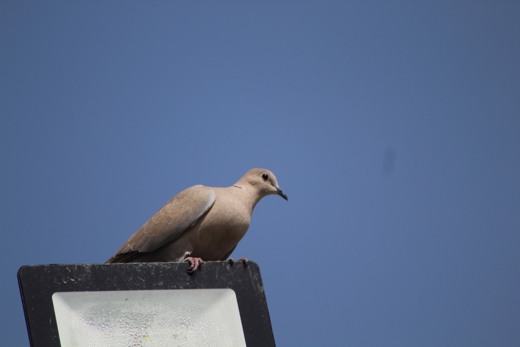 Eurasian Collared Dove