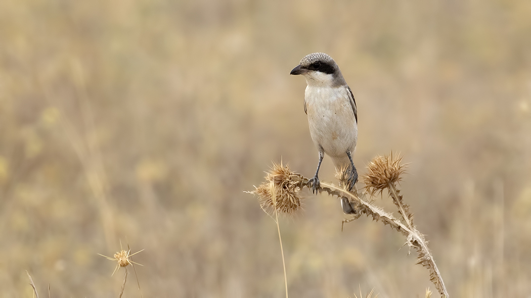 Lesser Grey Shrike