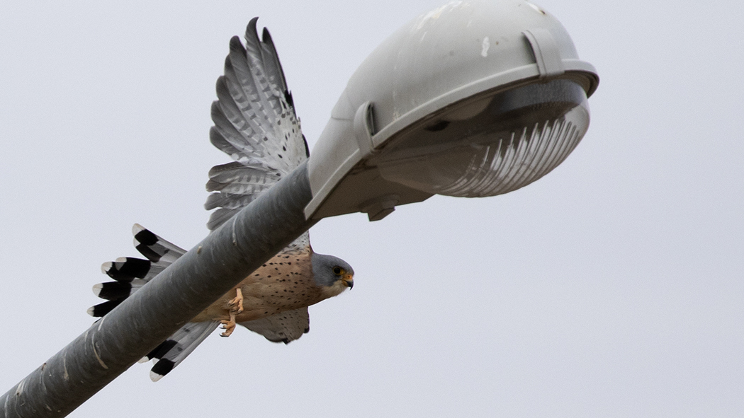 Common Kestrel