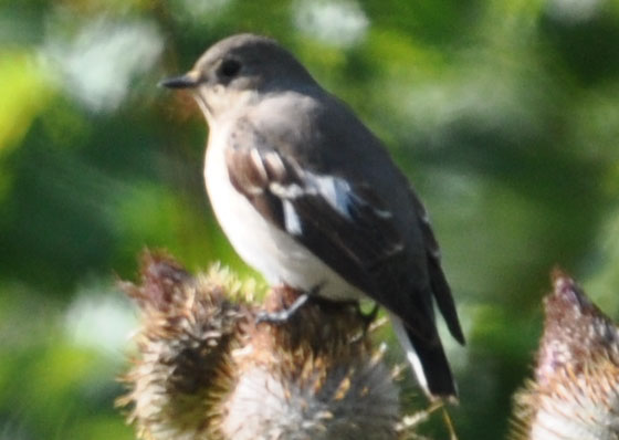 Collared Flycatcher