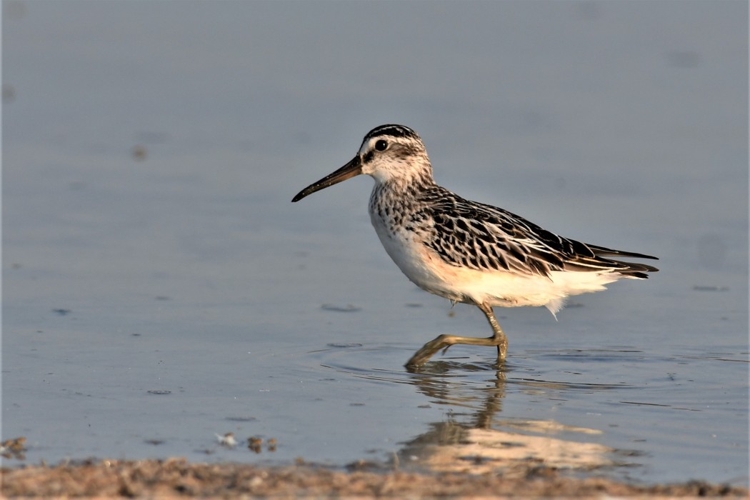 Broad-billed Sandpiper