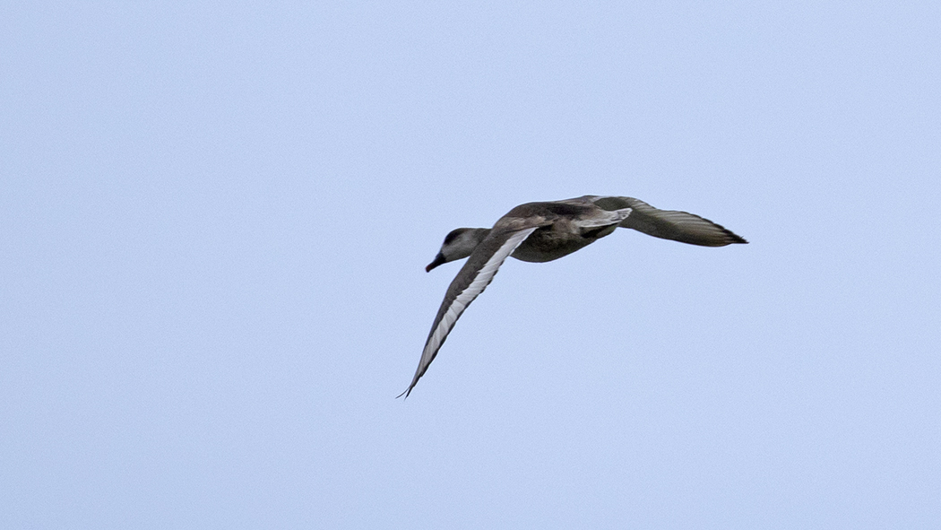 Red-crested Pochard
