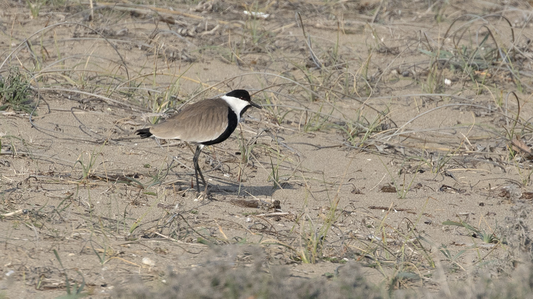 Spur-winged Lapwing