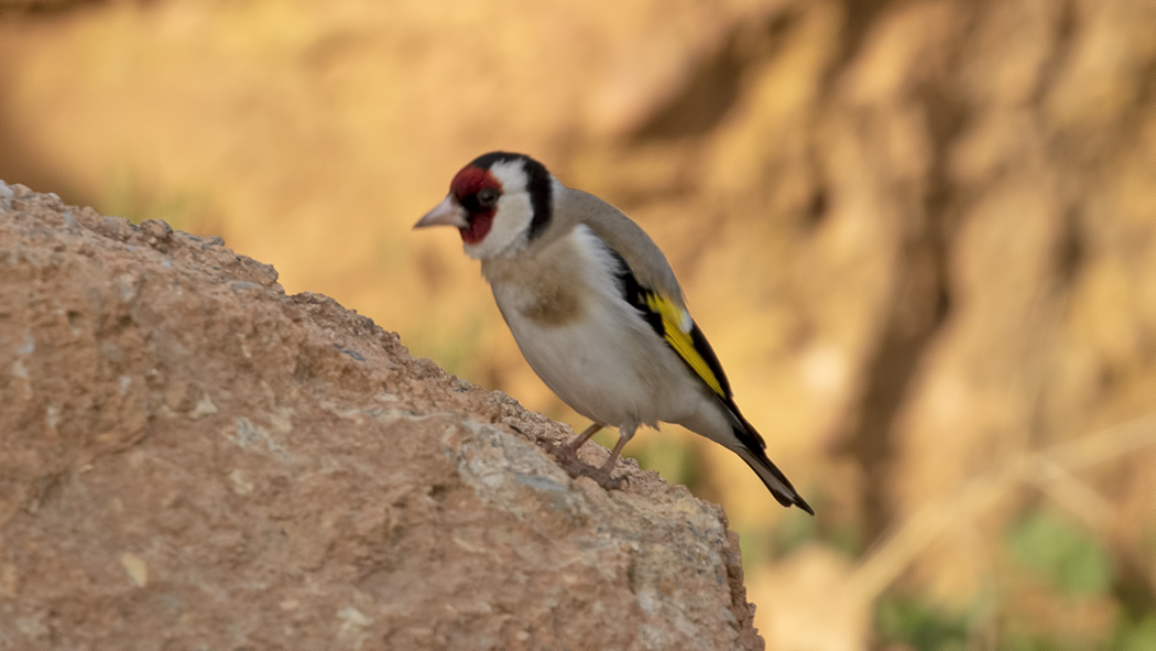 European Goldfinch