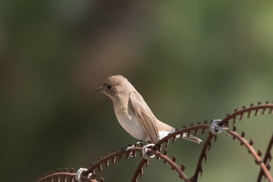 Red-breasted Flycatcher