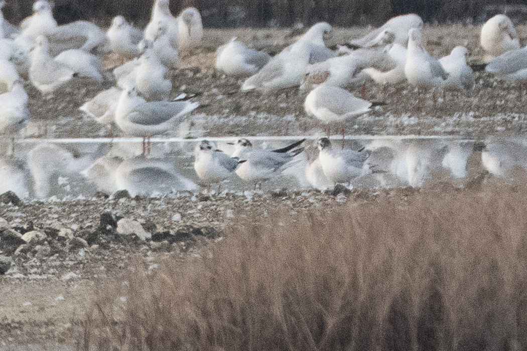 Little Gull