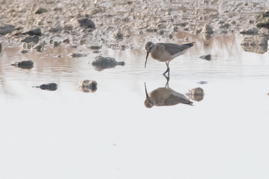 Curlew Sandpiper