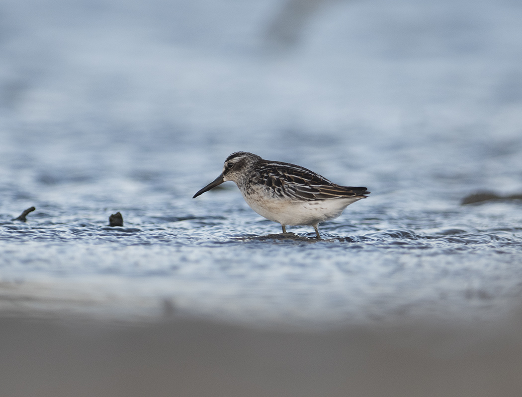 Broad-billed Sandpiper